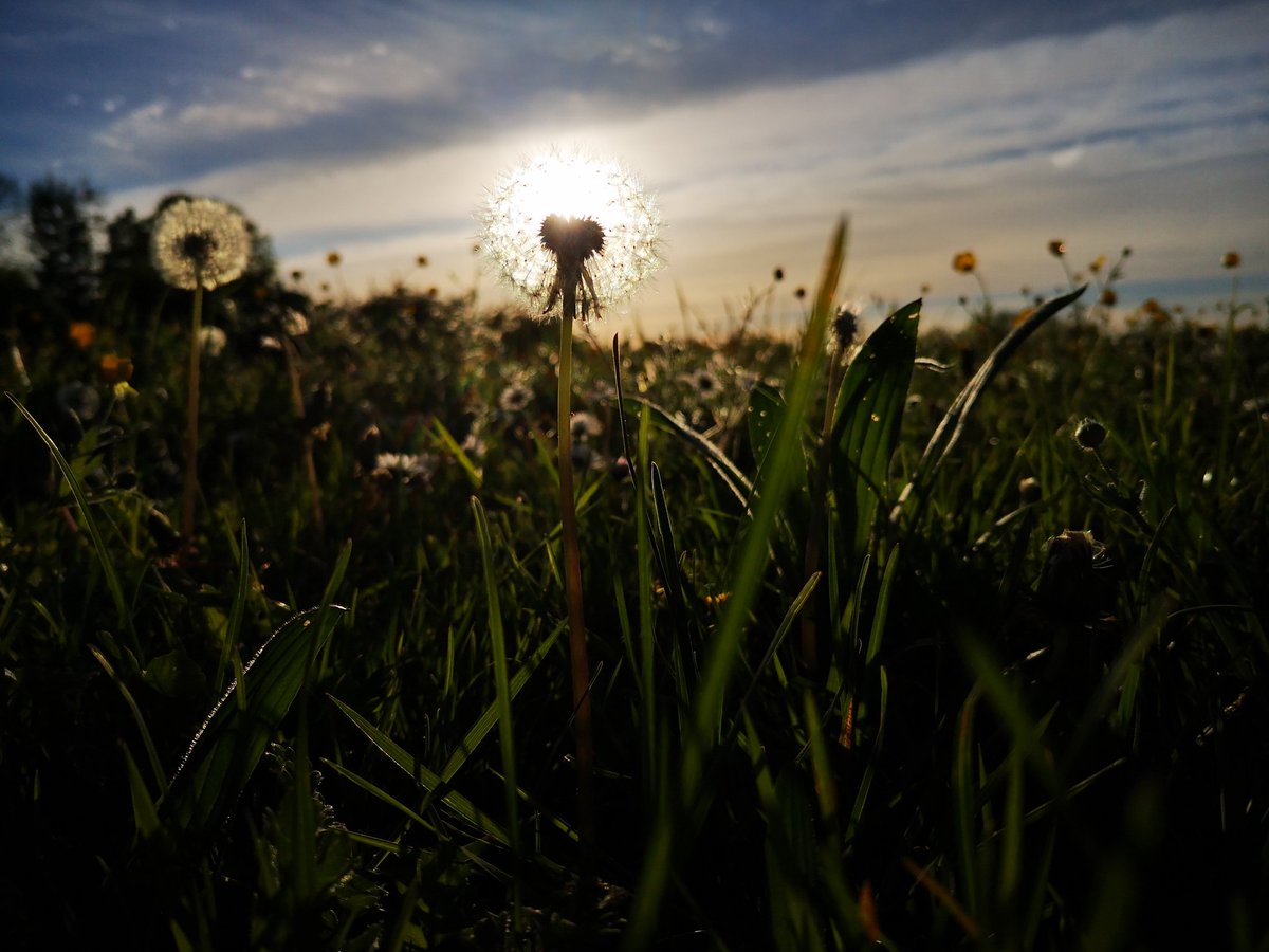 Ist das jetzt eine Pusteblume oder doch eine Sonnenblume? 🤔 😅