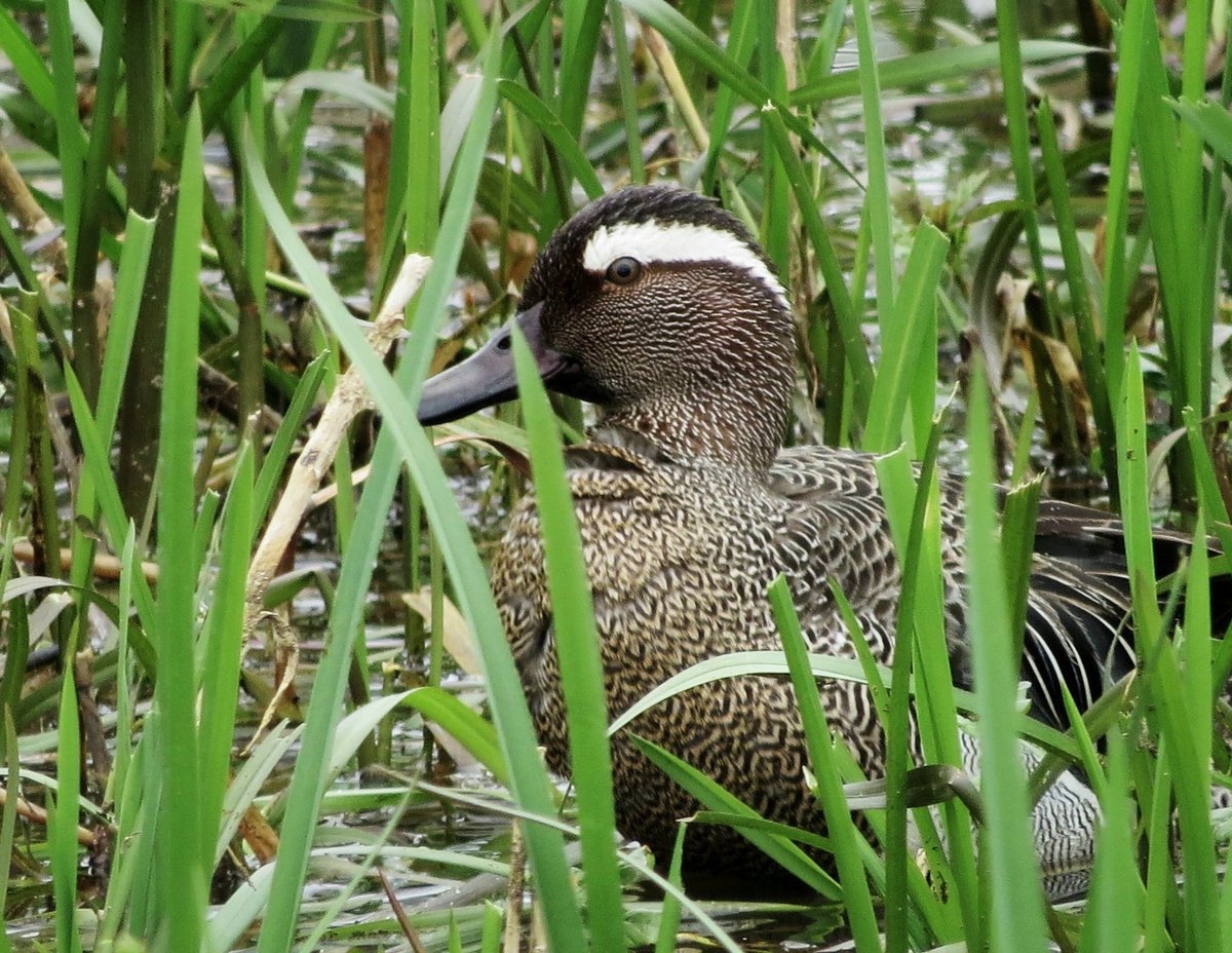 Garganey, in Althorps Oval lake. This scarce summer visitor is a dabbling duck, it's smaller than a Mallard and bigger than a teal. This male had most likely flown in from central Africa. What a striking eyebrow this duck has. Conservation@althorp.com #surprise #Spencerestates