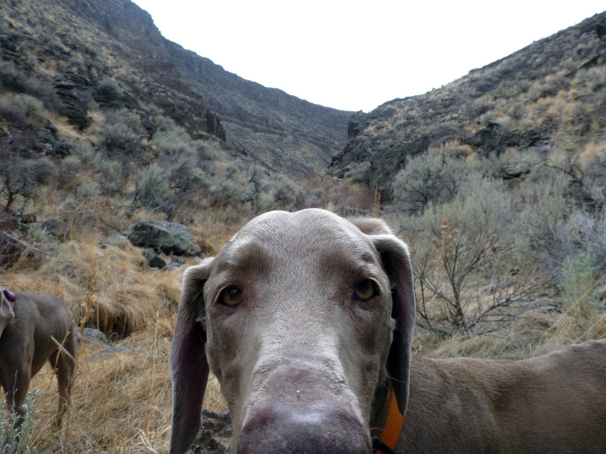 POV: Your dog peering over your laptop wondering why you're working on National Pet Day. That's a great question. How is this not an official holiday yet? The good news is you can plan the perfect afternoon with a pet-friendly outing on public lands: ow.ly/ZmY150ReaYz.