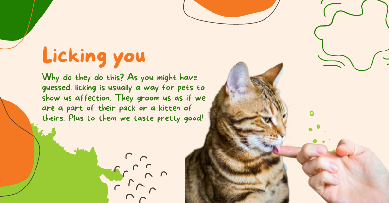 Curious why your kitty is looking at you like this? 🤔
Why your pup is being a goofball? 🐾🐶 Why you can't seem to catch a break from kitty/doggy kisses? 😽

We're here to explain to you what they mean! 💚

#catsofx #NHVnaturalpet #petbehavior