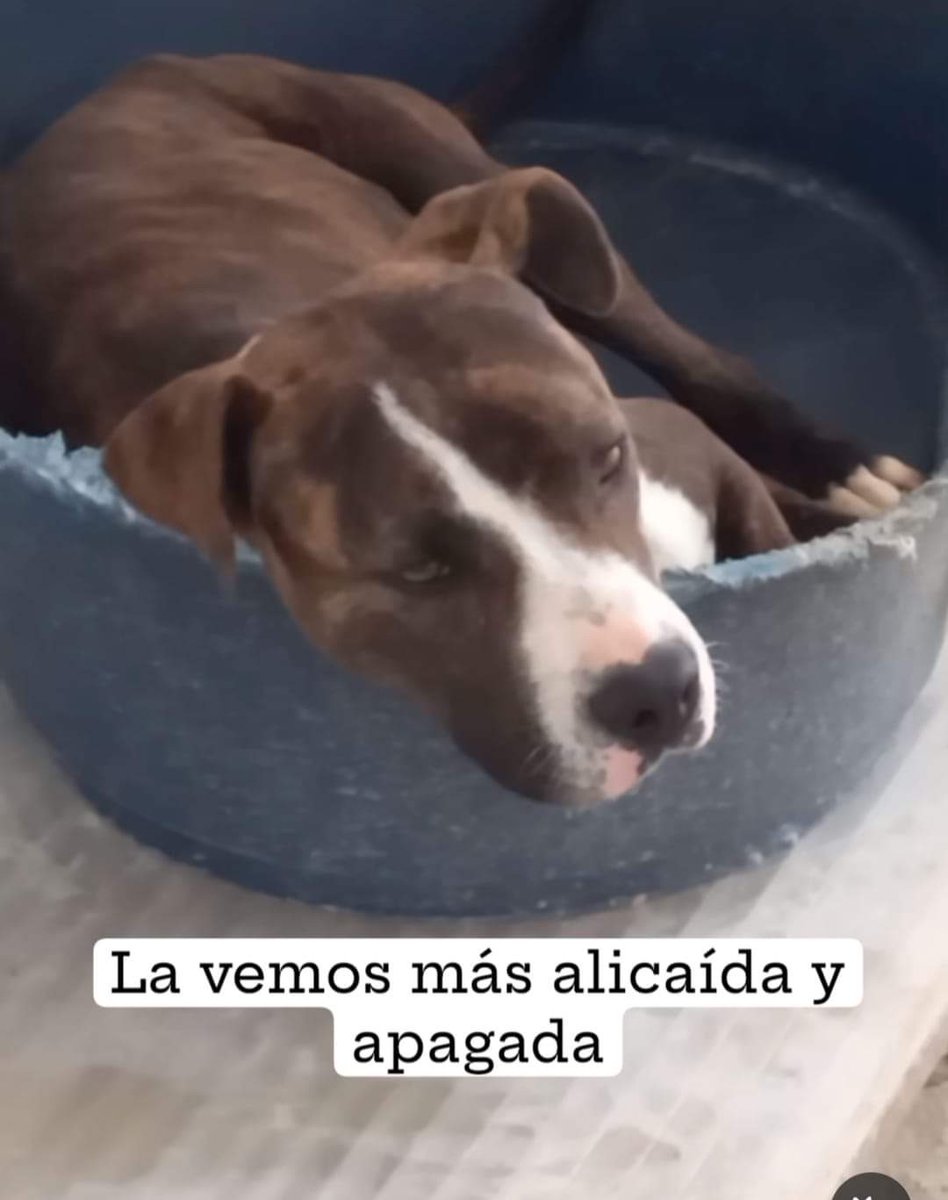 Por qué no puede encontrar un alma que le devuelva la alegría? Una persona mágica que la adopte para toda la vida? No es peligrosa, es buena y sin embargo está condenada a morir de tristeza en la jaula de una perrera 😢 💔 Perrera de Jerez 652221178 699 73 13 30 🆘 😢 📢 📢 📢 📢…