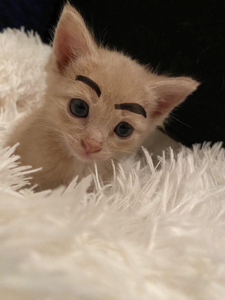 As a treat I’ve drawn eyebrows on some of your cats… enjoy