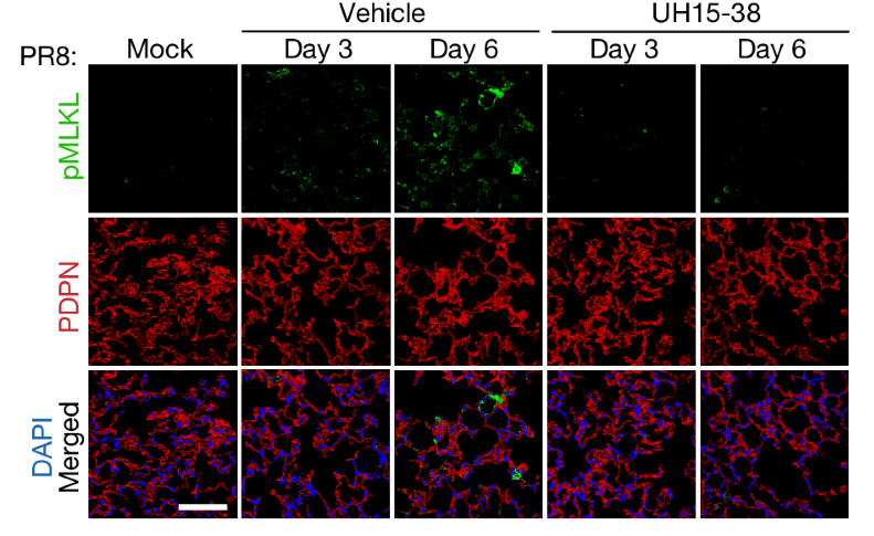 A team including Drs. Avishekh Gautam at @FoxChaseCancer and David Boyd at @StJude shows that a newly developed RIPK3 inhibitor, UH15-38, blocks #influenza A virus-triggered necroptosis in alveolar epithelial cells. 🗞️ bit.ly/3VUINeV 📄 go.nature.com/43WgONR