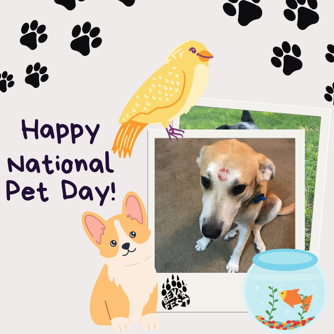 Happy National Pet Day! Be sure to give your furry friend an extra treat today. 🐾 #BexarFest #nonprofit #sanantoniotexas #NationalPetDay2024