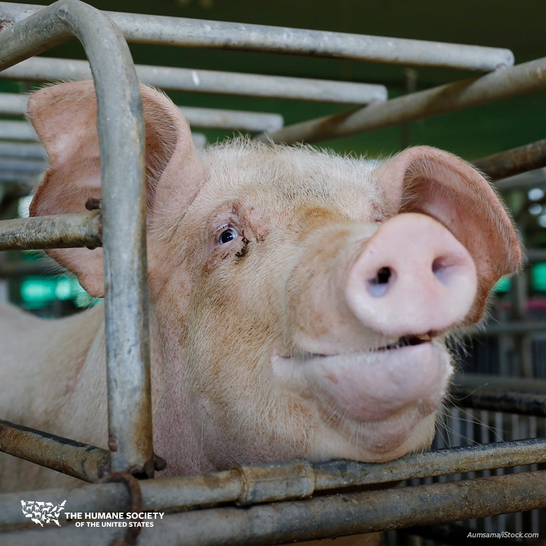 Prop 12, the nation's strongest animal welfare law, was supported by an overwhelming number of California voters and upheld by SCOTUS. We urge Congress to respect states’ rights to ban cruel and inhumane gestation crates by not including a Prop 12 “fix” in the upcoming Farm Bill.