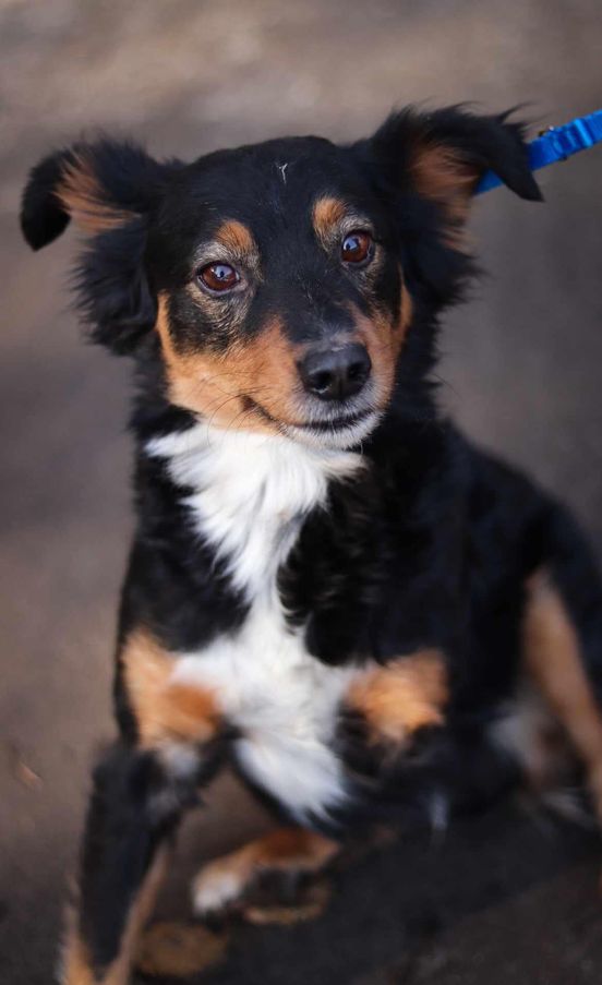 Jeśli szukasz kumpla to trójłapek 🐕Kumpel poleca się do adopcji🙏🏡💔Psiak jest pod opieką Schroniska dla Bezdomnych Zwierząt w Tomarynach. Podaruj Kumplowi dom na jaki zasługuje🙏🏡💔 Telefon w sprawie adopcji 606-507-829