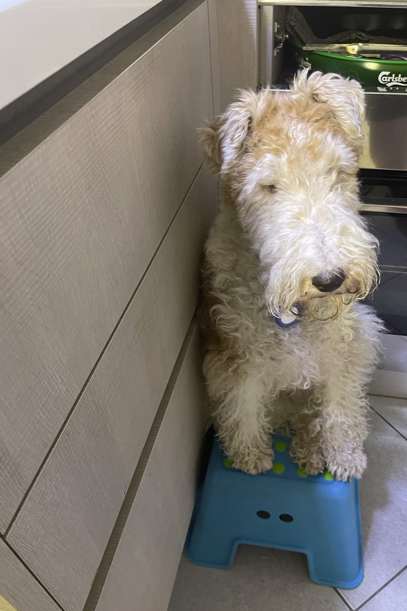 Do you have a cheering audience while you eat? I do 😂 #stitchfoxterrier #foxterrierlovers #wirefoxterrier #audience #mydog