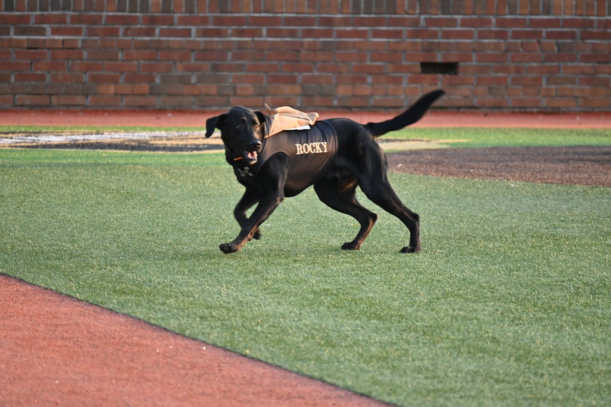 It's National Pet Day! So, we are posting a picture of Rocky, even though he's part of our Doughboys family!