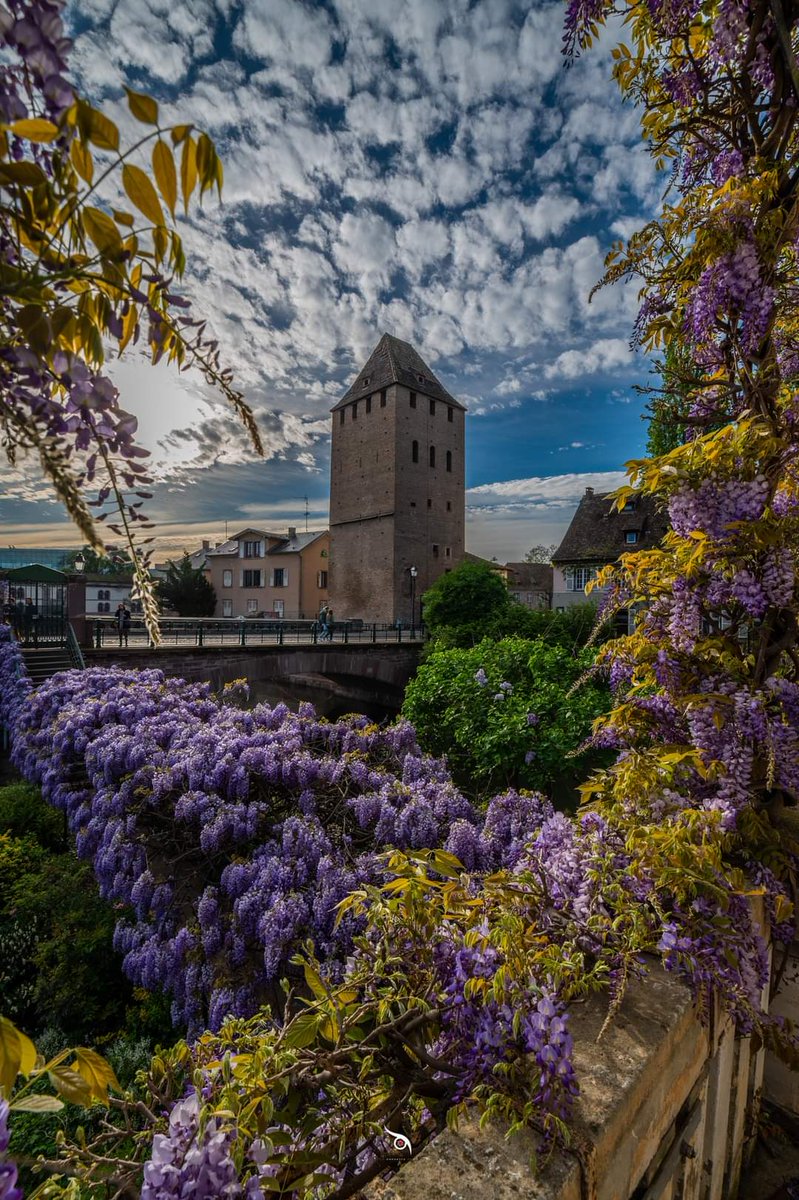 La plus belle ville du monde .... #strasbourg 😍😍 Voici la version 'jour' avant celles de nuit, depuis la magnifique maison aux glycines des ponts couverts, Strasbourg