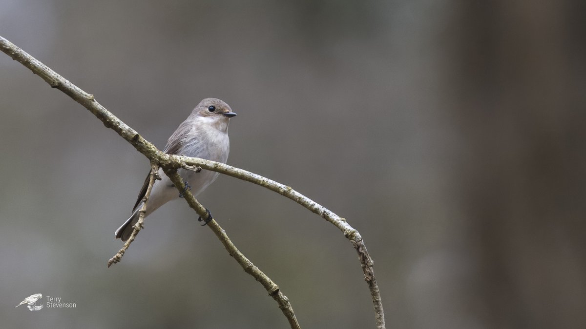 Female #Pied_Flycatcher at #Nagshead_RSPB @natures_voice today #GlosBirds