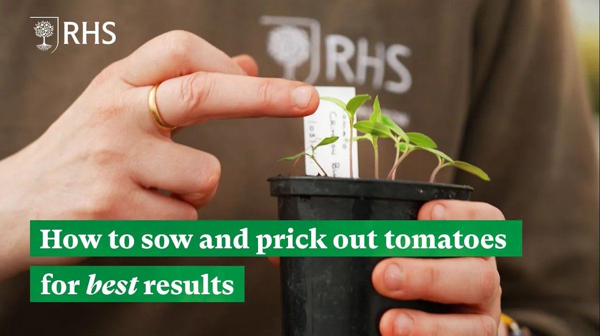 Tomatoes are one of the most popular crops to grow – they can be started from seed indoors or bought as young plants, then grown either outdoors or in a greenhouse, in pots or in the ground. Learn all about growing your own tomatoes in our video below 🍅 youtu.be/NAUcO4CjJ28