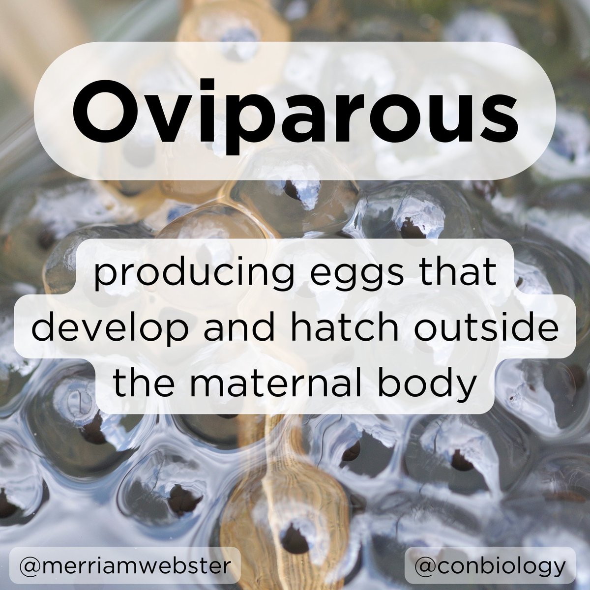What does #Oviparous mean?!🪺 Find out with the #WordoftheWeek! #conservation #science #stem #stemwords