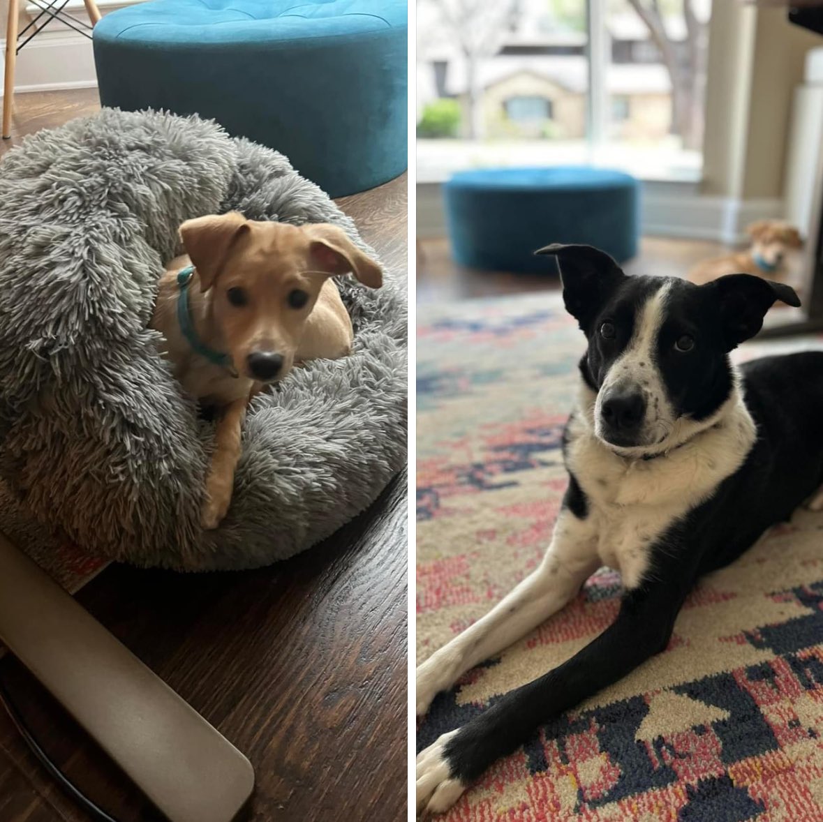 Lost dogs! Coppell area folks: A dear friend is currently in another country and her family’s dogs (Biscuit and Mickey) got out and are loose. PLEASE be on the lookout for them and feel free to contact me/reply if you see them. I’ll pass it along to her.