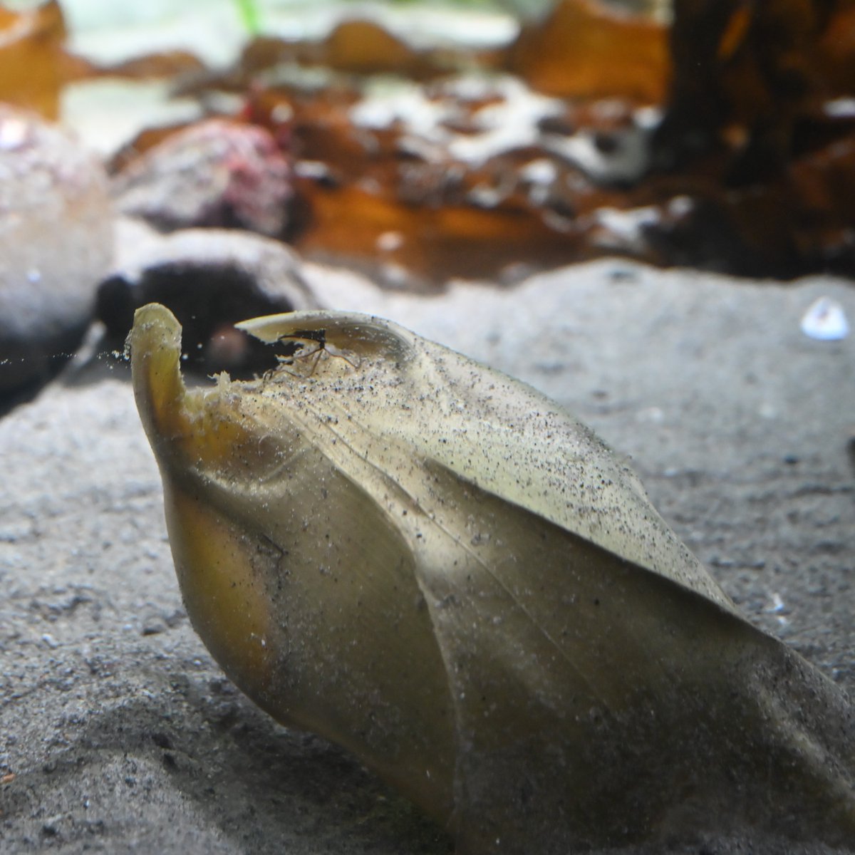 This is the egg case (or 'mermaid's purse') of a big skate! Big skates have the largest egg cases of any skate species, and are only one of two skate species whose egg cases typically contain multiple eggs — there could be as many as seven eggs in a big skate egg case!