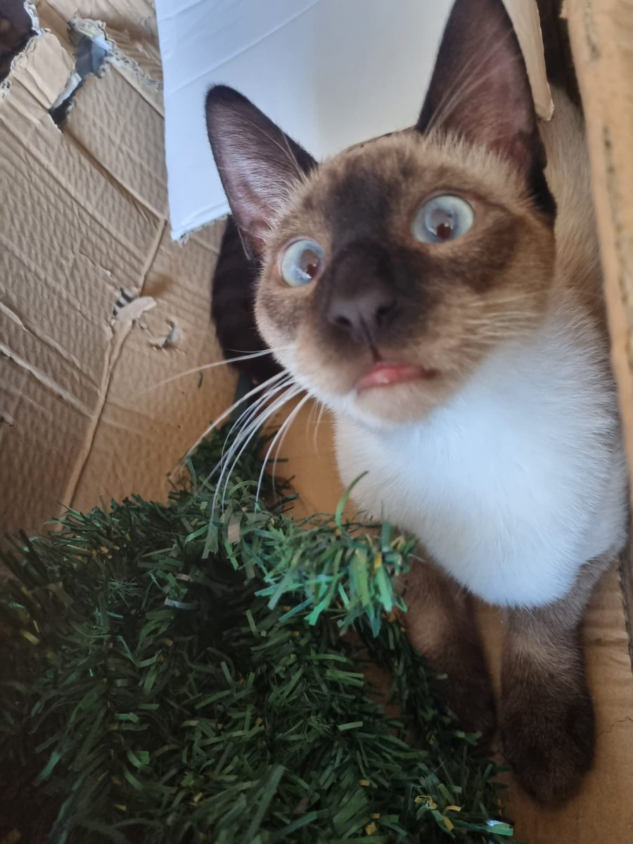 mvrckz's tweet photo. @mamerinored Duque, ex-Duquesa 😹 https://t.co/R3BbFNdDM2
