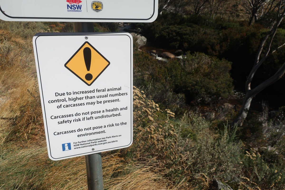 Good news from folk who walked the Cascade Trail which just re-opened after March feral animal control: no signs of feral horses, deer or pigs where in previous years they regularly saw piles of horse manure. Trail-side grasses long & healthy. Anecdotal, but an encouraging sign.