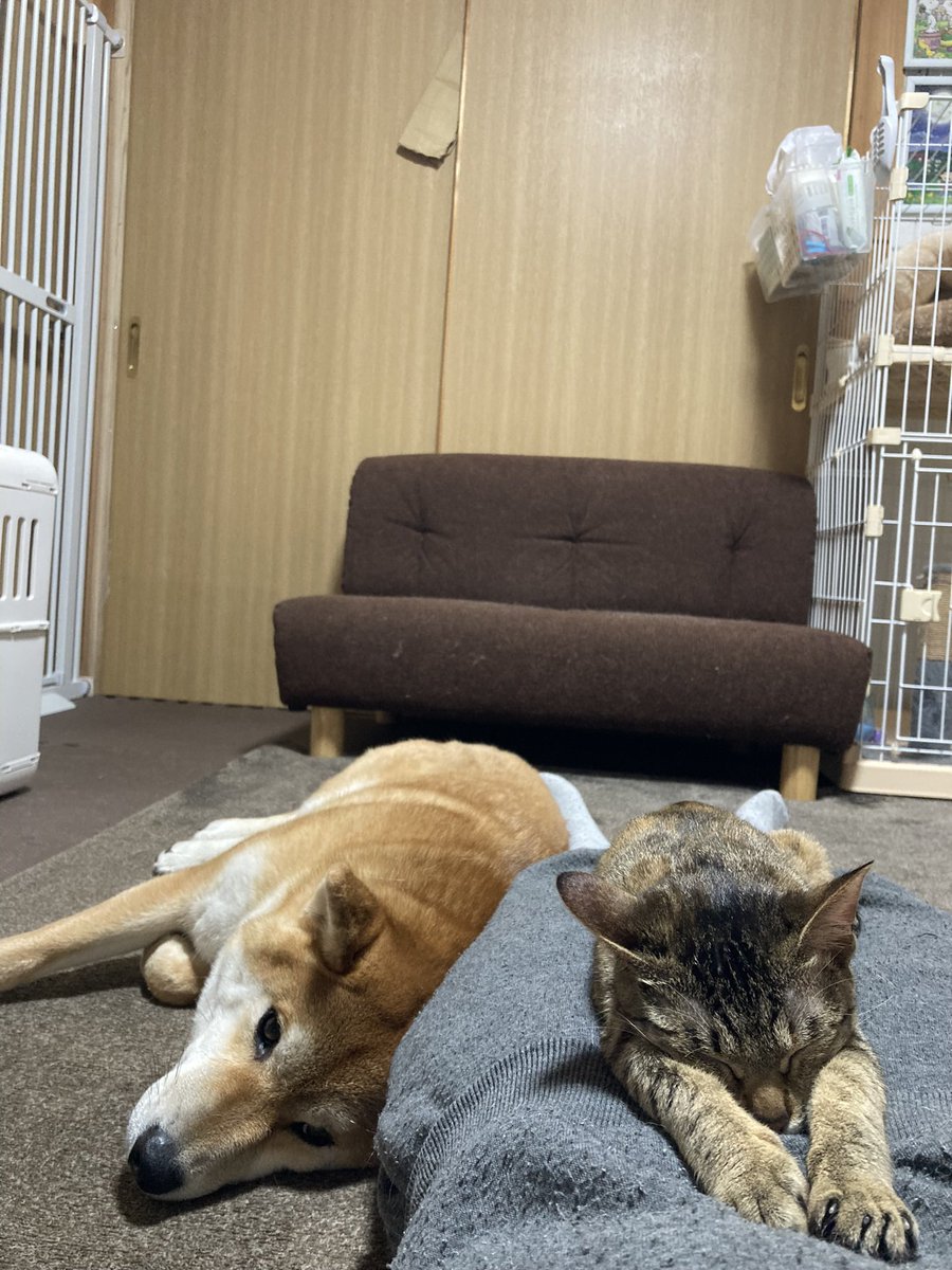 おはようございますにゃ😺 おかぁちゃんのぷにぷに きもちいいにゃ〜😽 #おはよう #猫 #柴犬