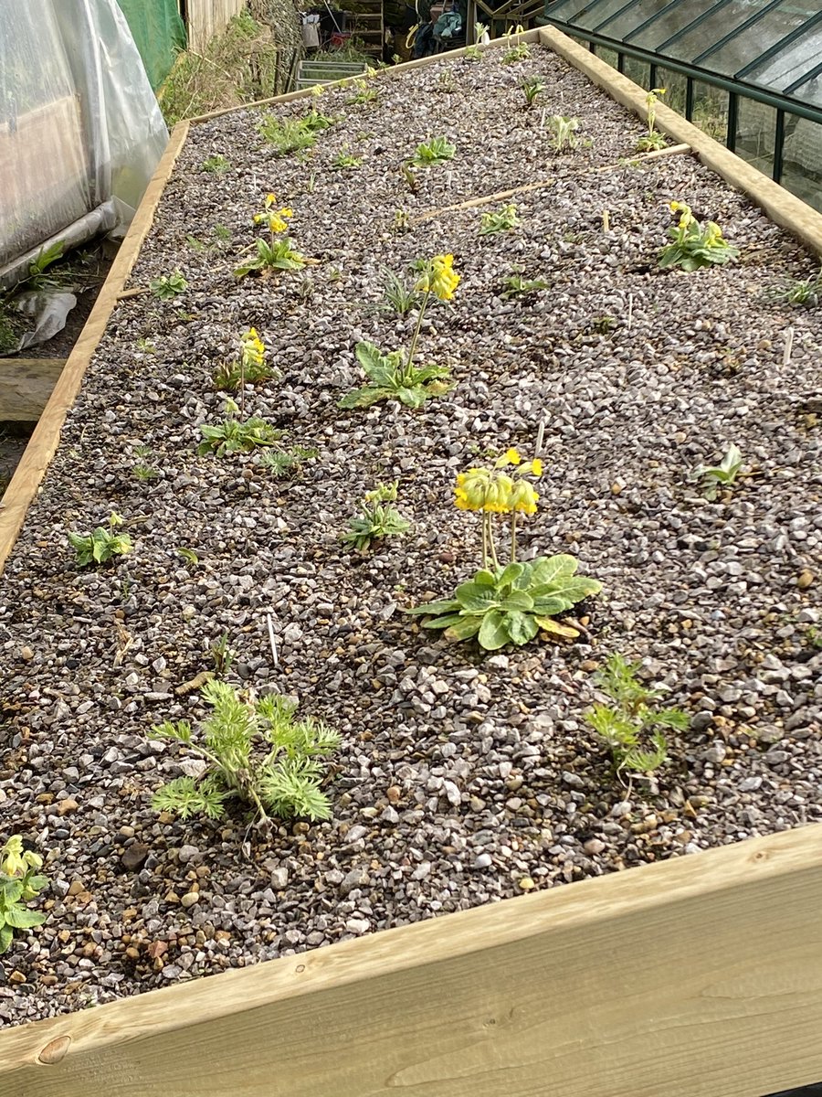 Three of our native primulas in flower at the moment. Primula vulgaris and P.elatior on the roadside verge and P.veris on the log shed roof. #fairviewyearround #fairviewverge