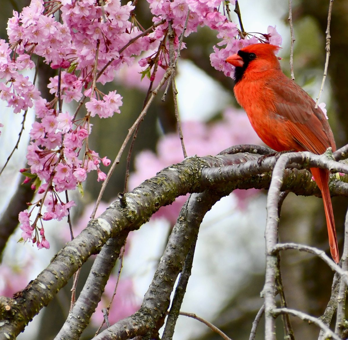 Male Cardinal in the weeping cherry puffed up before singing a short tune
#birdphotography #Cardinal