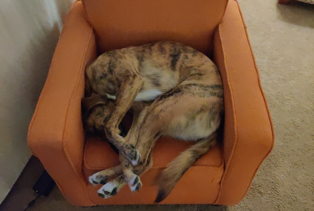 AScheuler87's tweet photo. Apparently it is National Pet Day 

Obligatory Maverick clip time 🐕‍🦺😂

#mavthemutt https://t.co/xypQS32P6r