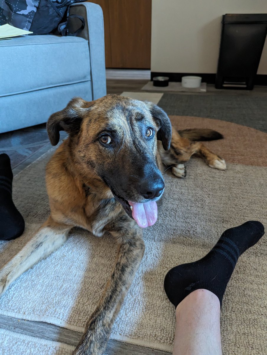 AScheuler87's tweet photo. Apparently it is National Pet Day 

Obligatory Maverick clip time 🐕‍🦺😂

#mavthemutt https://t.co/xypQS32P6r