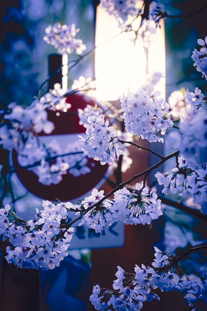 #camera #nikon #view 
#photograghy #lightroom 
#写真 #一眼レフ #カメラ 
#写真好きな人と繋がりたい 
#写真撮ってる人と繋がりたい 
#ファインダー越しの私の世界 
#キリトリセカイ #nature #桜 
#Japan #京都 #photographyday 
#京都よきかな