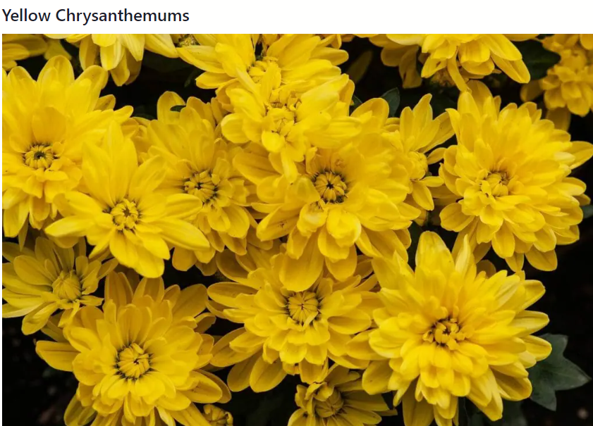 DOG COMM'S. Yellow Chrysanthemums 𝙛𝙤𝙡𝙡𝙤𝙬 𝙞𝙣 𝙩𝙝𝙧𝙚𝙖𝙙...