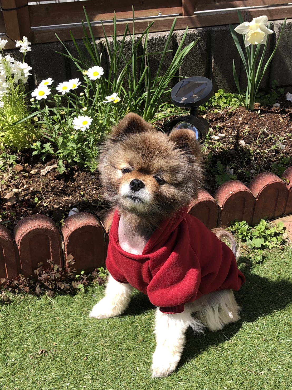 ちゃちゃ丸 ポメラニアンちゃちゃまる (@chachakurimanju) / X