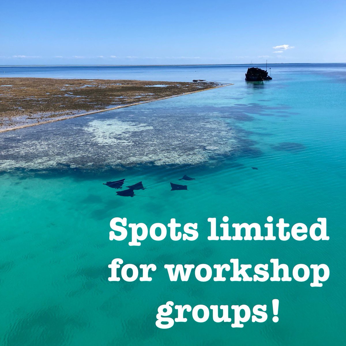 WORKSHOP SPOTS & TOUR SLOTS for Mon May 6th are filling up fast! 1. Australian coral reef monitoring **ONLY 2 SPOTS LEFT!** 2. MixOmics R-WORKSHOP **ONLY 3 SPOTS LEFT!** 3. West Australia Museum visits. **2PM SLOT IS FULL! 6 spots other slots** #ACRS2024 #perth #coralreefs