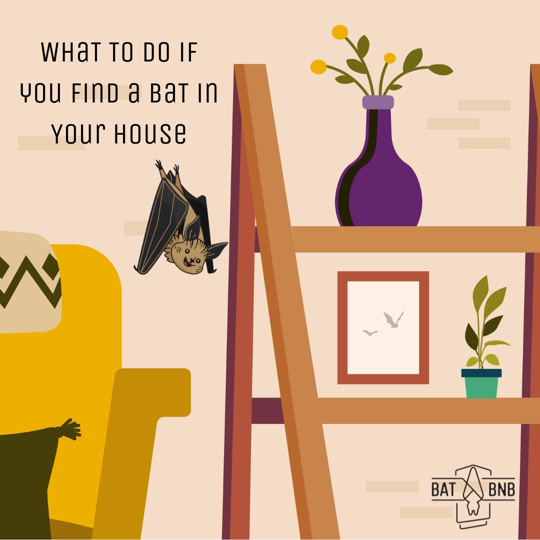 🦇 Bat in your home? No worries! Bats are beneficial for ecosystems but can be unexpected guests. Here’s a quick guide on what to do: ⁠batbnb.com/pages/found-a-… ⁠