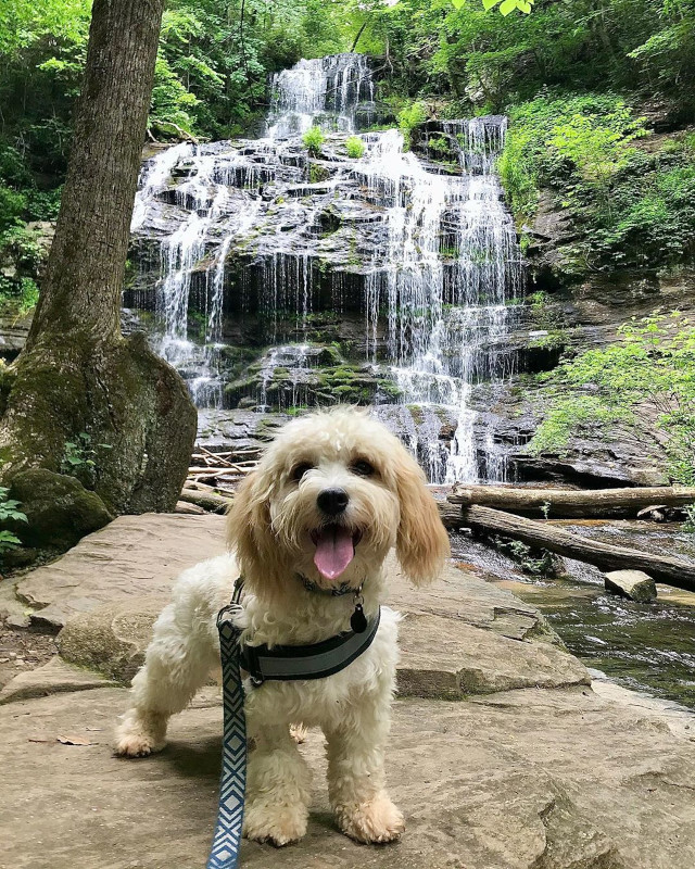 🐱 Happy National Pet Day, y'all! 🐶 

From welcoming hotels and pet-friendly patios to scenic nature trails and off-leash parks, South Carolina makes it easy to bring your pooch on vacation. brnw.ch/21wIJMa #DiscoverSC