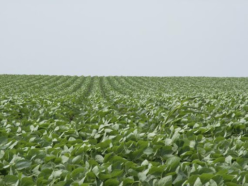The USDA maintained its forecast for 2023-’24 soybean oil use in biofuel production in its latest World Agricultural Supply and Demand Estimates report, released April 11. The forecasted price for soybean oil was also unchanged.
#biofuel biomassmagazine.com/articles/april…