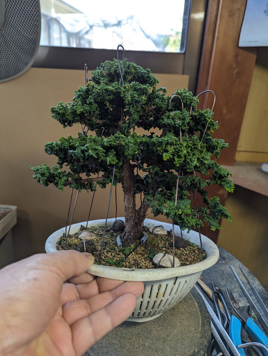 Koide_Bonsai tweet picture