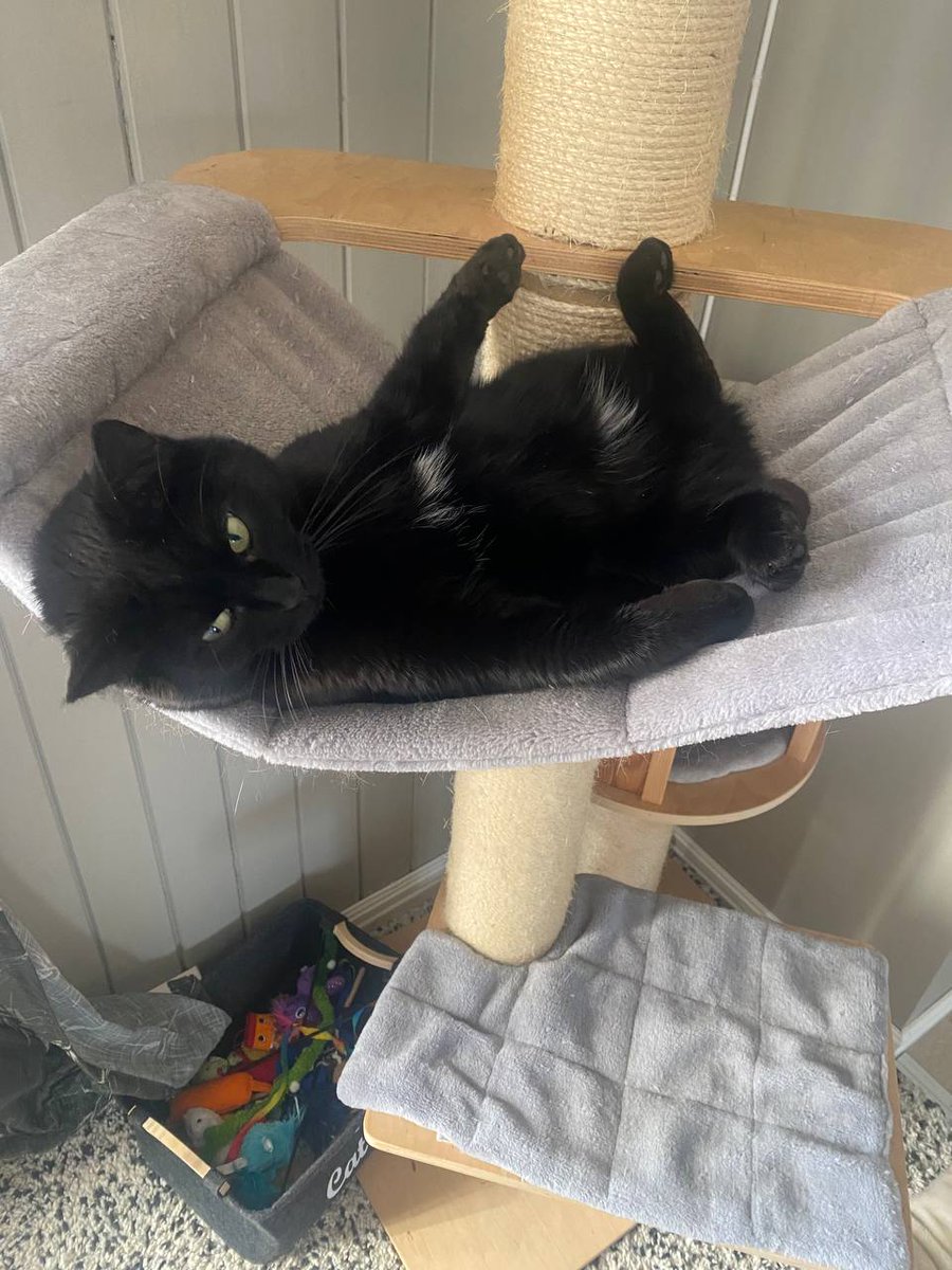 $TENG is chilling in home.