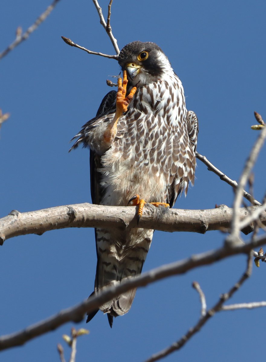 This Peregrine Falcon was seen at Jones Beach.
