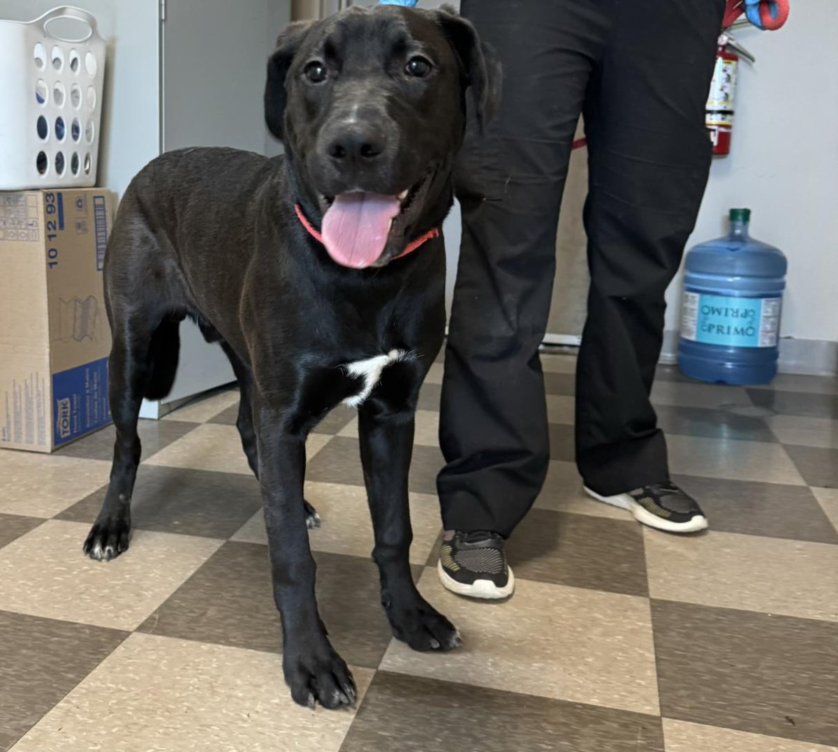 #MARTINGROVE #THEWESTWAY Pls RT2unite #FOUND #DOG- 08-Apr-24 #Toronto Animal Services A0973799 #NORTH 416-338-8723 BLACK #LABRADOR RETR M/?Age