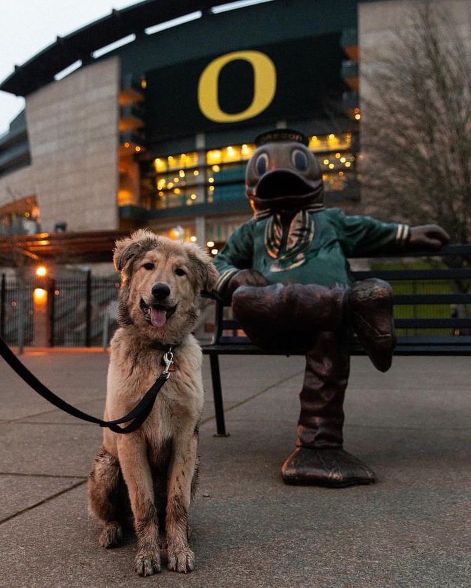 uoregon's tweet photo. Happy #NationalPetDay to our favorite furry friends!💚💛 https://t.co/FUIoUs424u