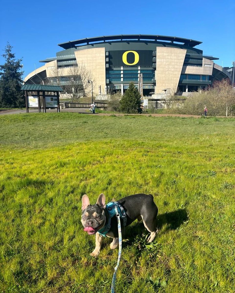 uoregon's tweet photo. Happy #NationalPetDay to our favorite furry friends!💚💛 https://t.co/FUIoUs424u