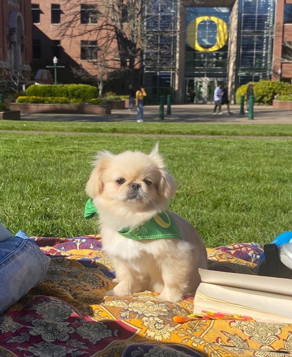 uoregon's tweet photo. Happy #NationalPetDay to our favorite furry friends!💚💛 https://t.co/FUIoUs424u