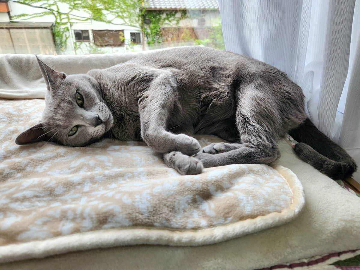 今日は曇りだにゃん☁️
日向ぼっこ出来ないにゃ🐱
#ロシアンブルー 
#Russianblue 
#猫のいる暮らし 
#猫のいる幸せ #猫好き