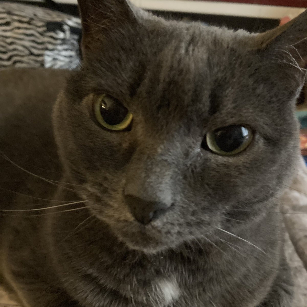 Happy #NationalPetDay to all the wonderful pets out there! #proudcatmom