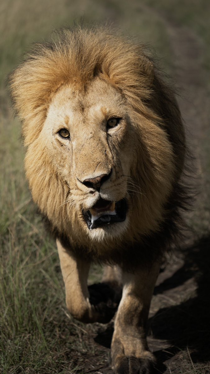 Lions of the Maara

#Africa #MasaiMara #SonyAlpha