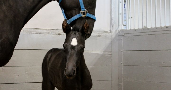 RCMP’s ‘Name the Foal’ contest to name new police horses now open for entries dlvr.it/T5Nw19