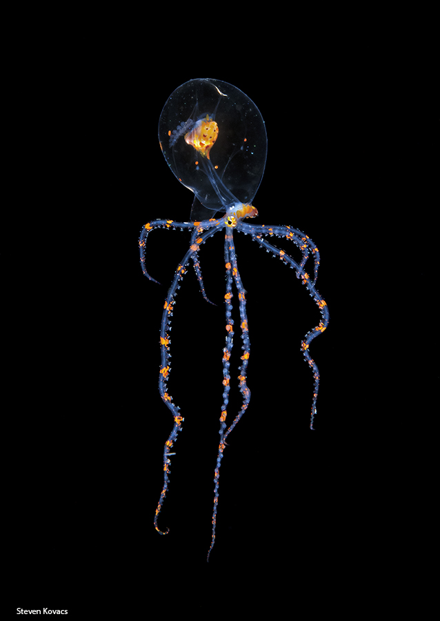 Larval Octopus displaying some really nice colors. Blackwater dive off Anilao, Philippines #ikelite