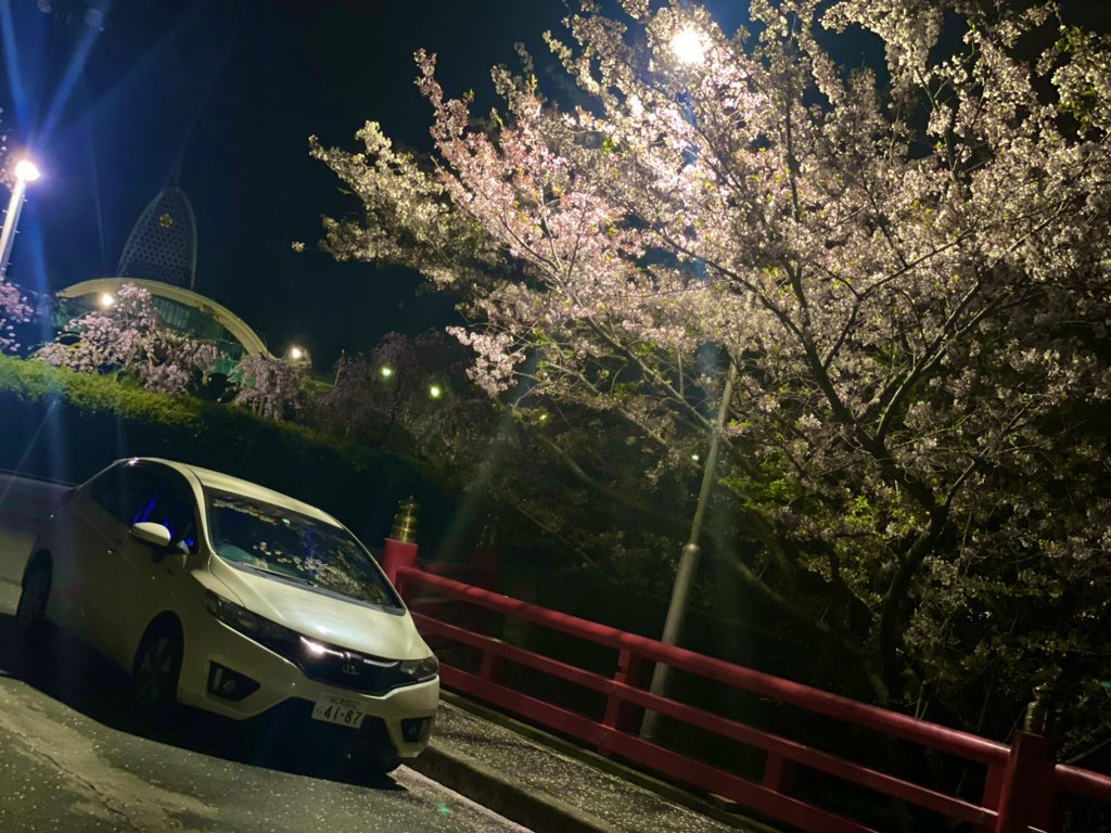 cool_cat2525's tweet photo. 夜桜綺麗🌸 https://t.co/eBPIrh9Jxr