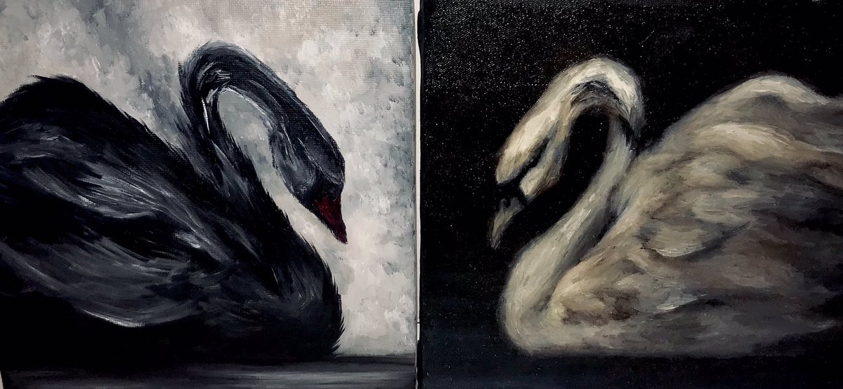 cisne negro & cisne branco