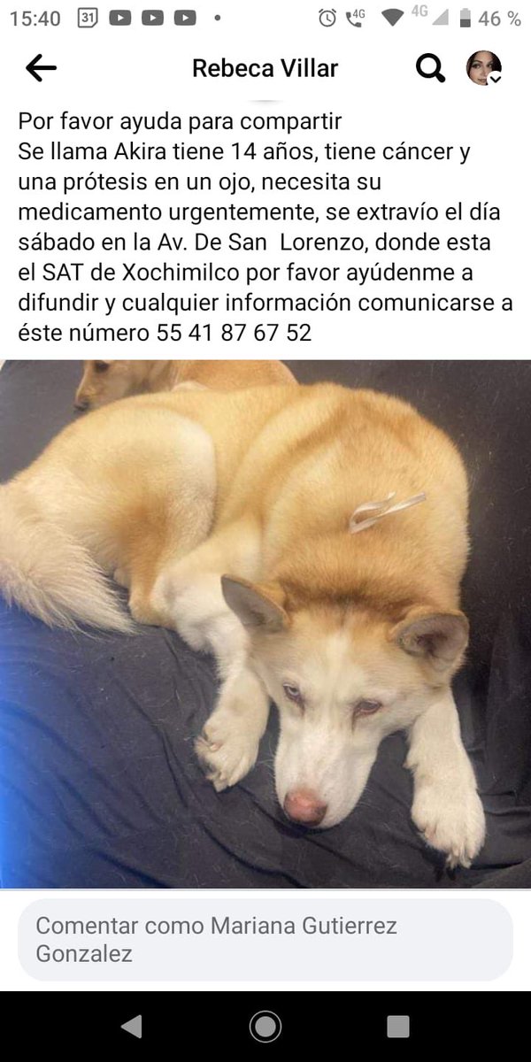 #CDMX ayúdanos a encontrar a Akira @MascotasSismo @CaninaAmber @UbicapetMexico @PerrosPerdidosA @PerrosPerdidosA @PrrosPerdidosMX @PerdiMiMascota @PerdiDogsMx @lawera33 @mascotasdifunde ⁦@dondeestuvo⁩