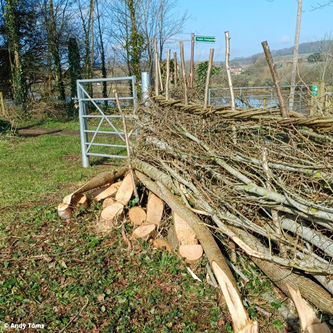 Our Isle of Wight Reserves team and volunteers have been busy hedgelaying. Hedgelaying creates a natural stock-proof boundary and prolongs the life of the hedge. When the hedge regenerates it creates dense bushy structures which are great for birds and small mammals 💚