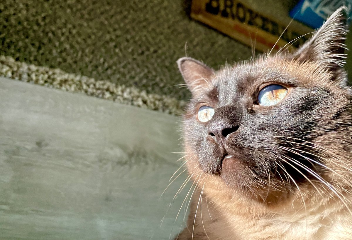 Enjoying the sun after a little rain. #CatLife #VanLife