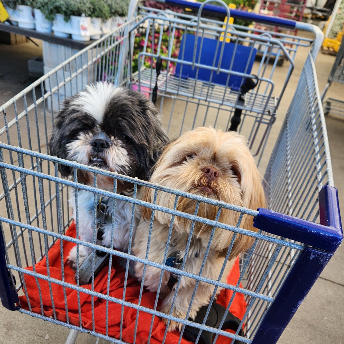 jacormierphd's tweet photo. #NationalPetDay shopping at Lowe's https://t.co/fm9tX3DhHS